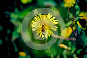 A bee collecing food for the hawe