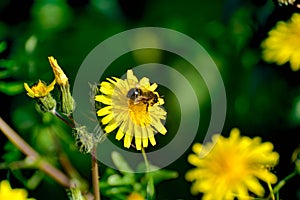 A bee collecing food for the hawe