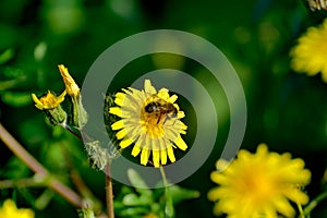 A bee collecing food for the hawe