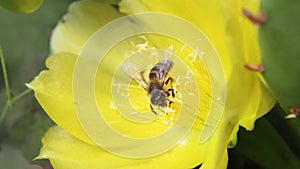 Bee collecing honey and pollen from yellow cactus flower.