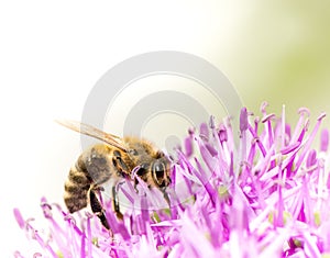 Bee collecing pollen on a giant onion flower