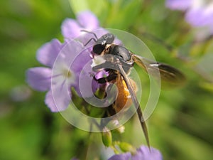 BEE COLLECT HUNNY FROM FLOWER