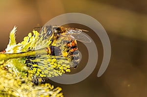 Bee collect nectar from flowering willow