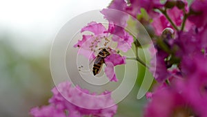 Bee collect sweet from Crape myrtle pollen