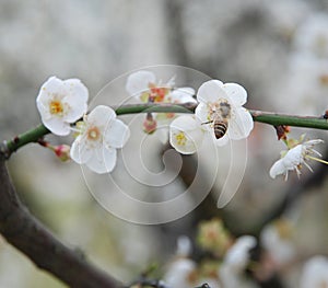 Bee collected flower nectar