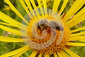 Bee collectiing nectar on yellow flower