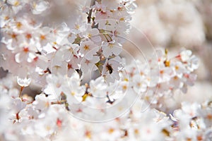 Bee collecting blossom in spring flower tree