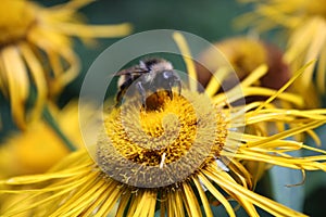 Bee collecting flower nectar
