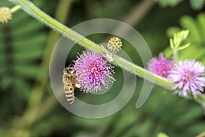 Bee collecting flower nectar