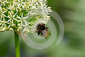 Bee collecting honey