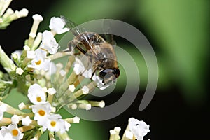 Bee collecting honey
