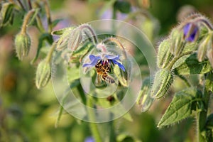 Bee collecting honey herb