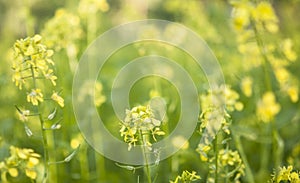 Bee collecting honey from mustard flowers in blooming yellow field