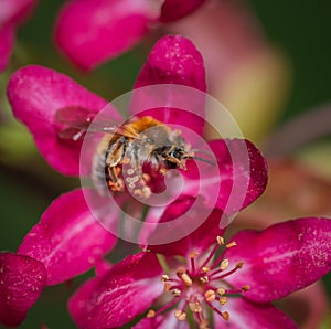 Bee collecting honey from pink cherry tree flower