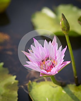 Bee collecting honey in pink lotus flower