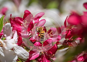 Bee collecting honey from white and pink cherry tree flower