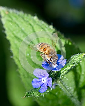 Bee collecting nectar