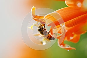 A bee collecting nectar photo