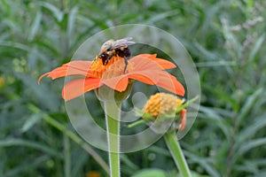 Bee Collecting Nectar