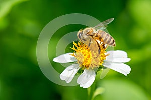 Bee collecting nectar on Bidens pilosa flower