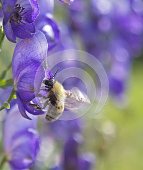The bee collecting nectar on a blue flower.