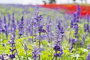 A bee collecting nectar on blue Salvia flower (blue sage)