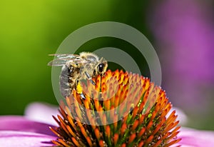 Bee collecting nectar at a conflower blossom