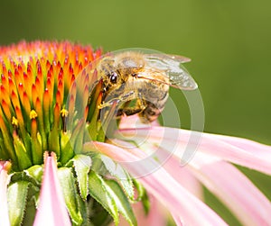 Bee collecting nectar at a conflower blossom