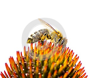 Bee collecting nectar at a conflower blossom