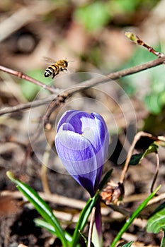 Bee and crocus flower