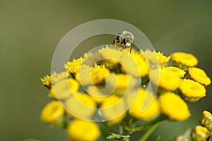 Bee collecting nectar from flower