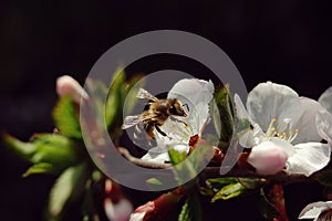 Bee collecting nectar from flower of cherry, close-up