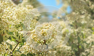 Bee collecting nectar from flower close up look photo