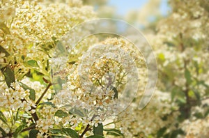 Bee collecting nectar from flower close up look photo