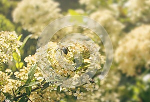 Bee collecting nectar from flower close up look photo