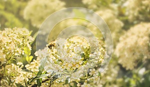 Bee collecting nectar from flower close up look photo