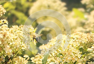 Bee collecting nectar from flower close up look photo