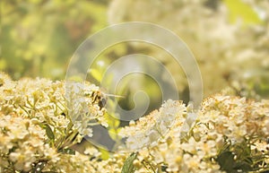 Bee collecting nectar from flower close up look photo