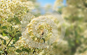 Bee collecting nectar from flower close up look photo