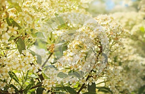 Bee collecting nectar from flower close up look photo