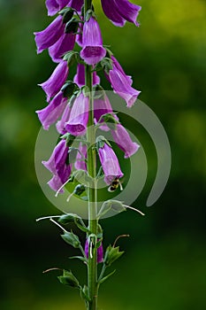 Bee collecting nectar from foxglove flowers
