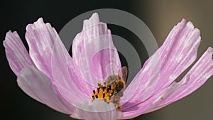 Bee Collecting Nectar From a Garden Cosmos Cosmos Bipinnatus Flower