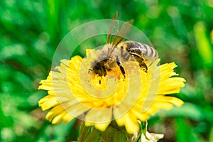 Bee collecting nectar of honey on the yellow dandelion at summer