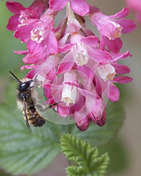 Bee collecting nectar