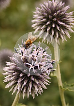 A bee collecting nectar from a light lilac-colored Mordor