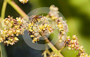 Bee collecting nectar from mango flower