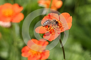 The bee collecting nectar on an orange flower of a geum