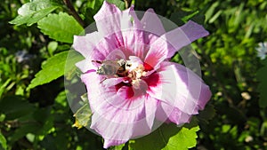 Bee collecting nectar from pink flower