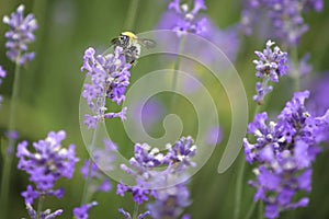 Bee collecting nectar and pollen from Lavender