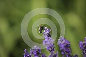 Bee collecting nectar and pollen from Lavender